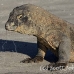 dragon_komodo_hsb_rinca_h_0627_kom2394.jpg
